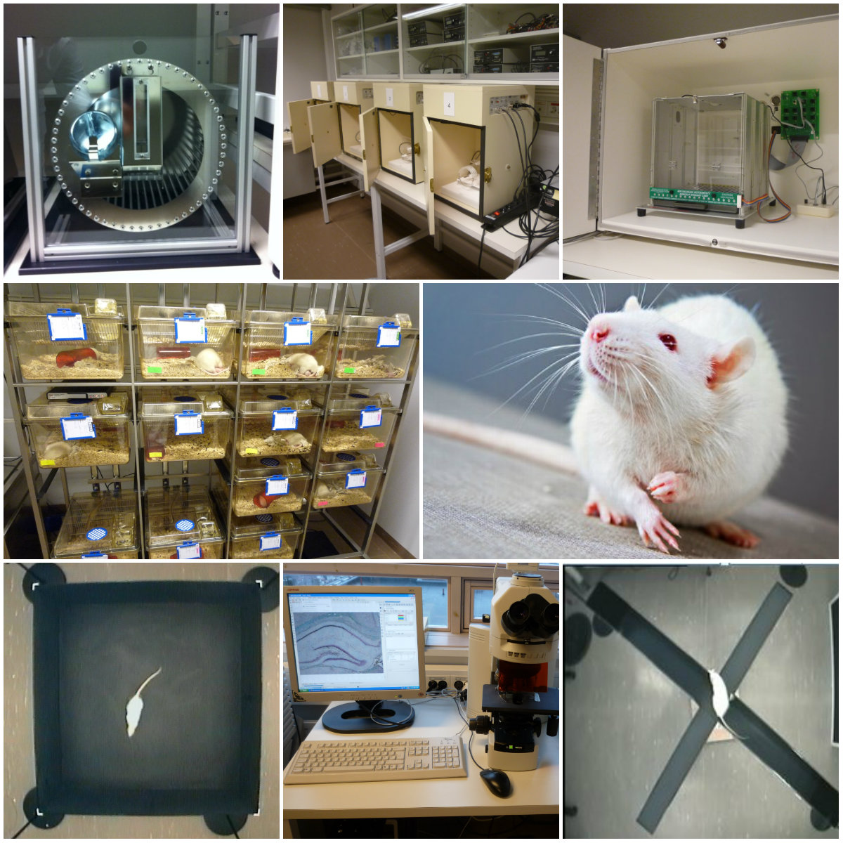 Laboratory for animal behavioural testing | The Laboratory Animal ...