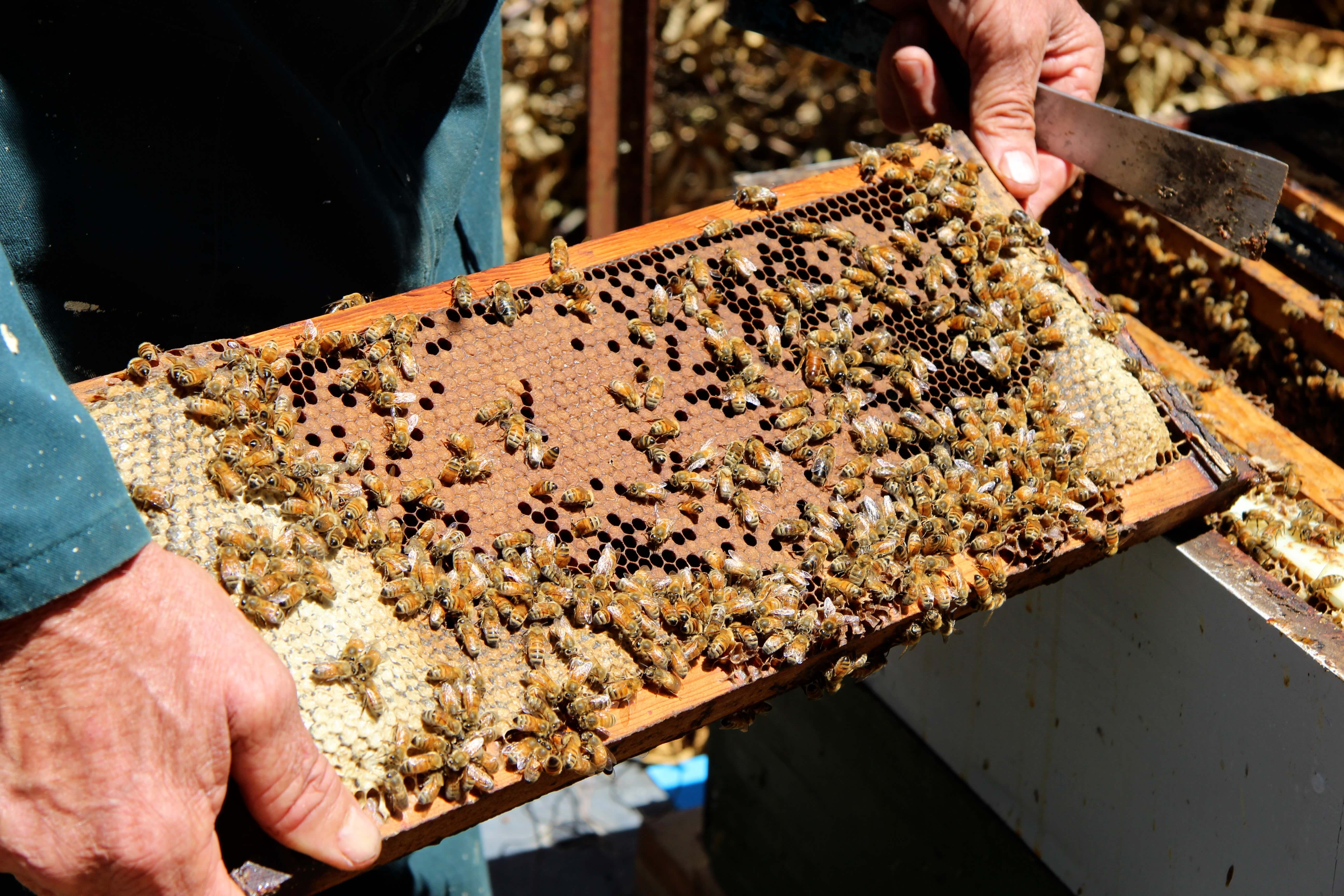 Changing seasons for New Zealand beekepers | CALENDARS Project | UiB