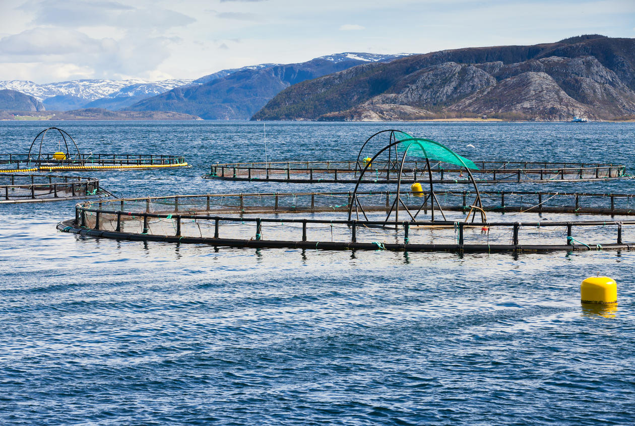 Educating engineers in aquaculture and seafood | News | University of ...