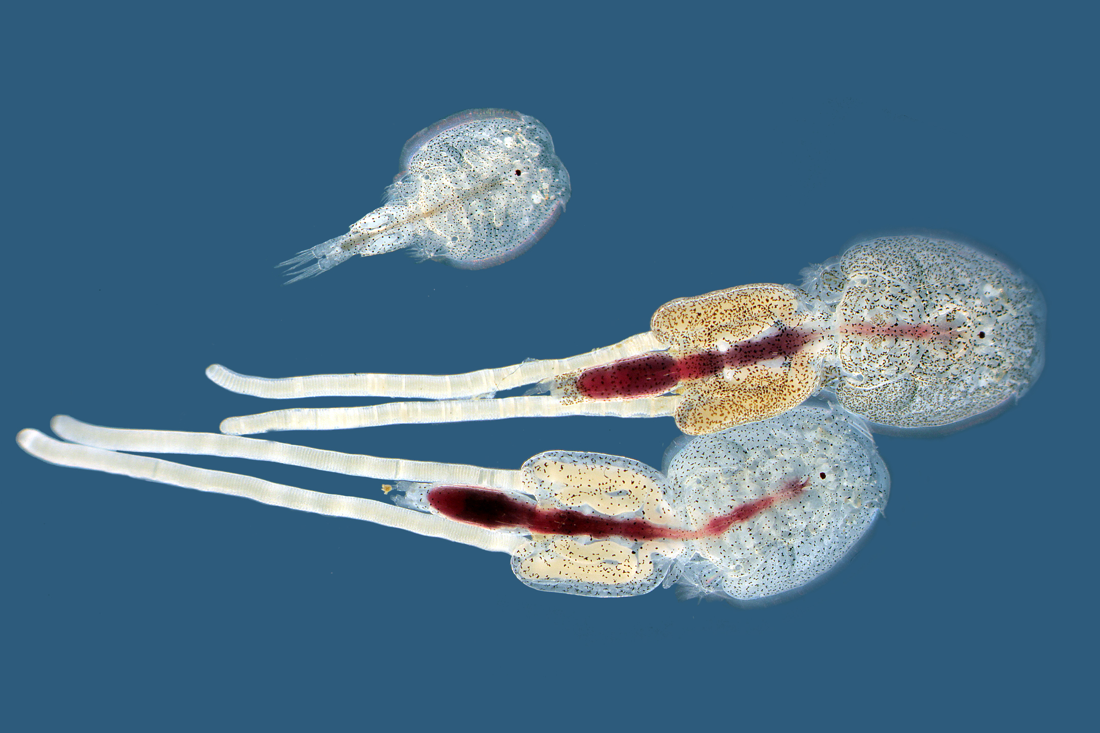 Salmon Lice Biology Slrc And Mcb Phd Course October 26 30 2015