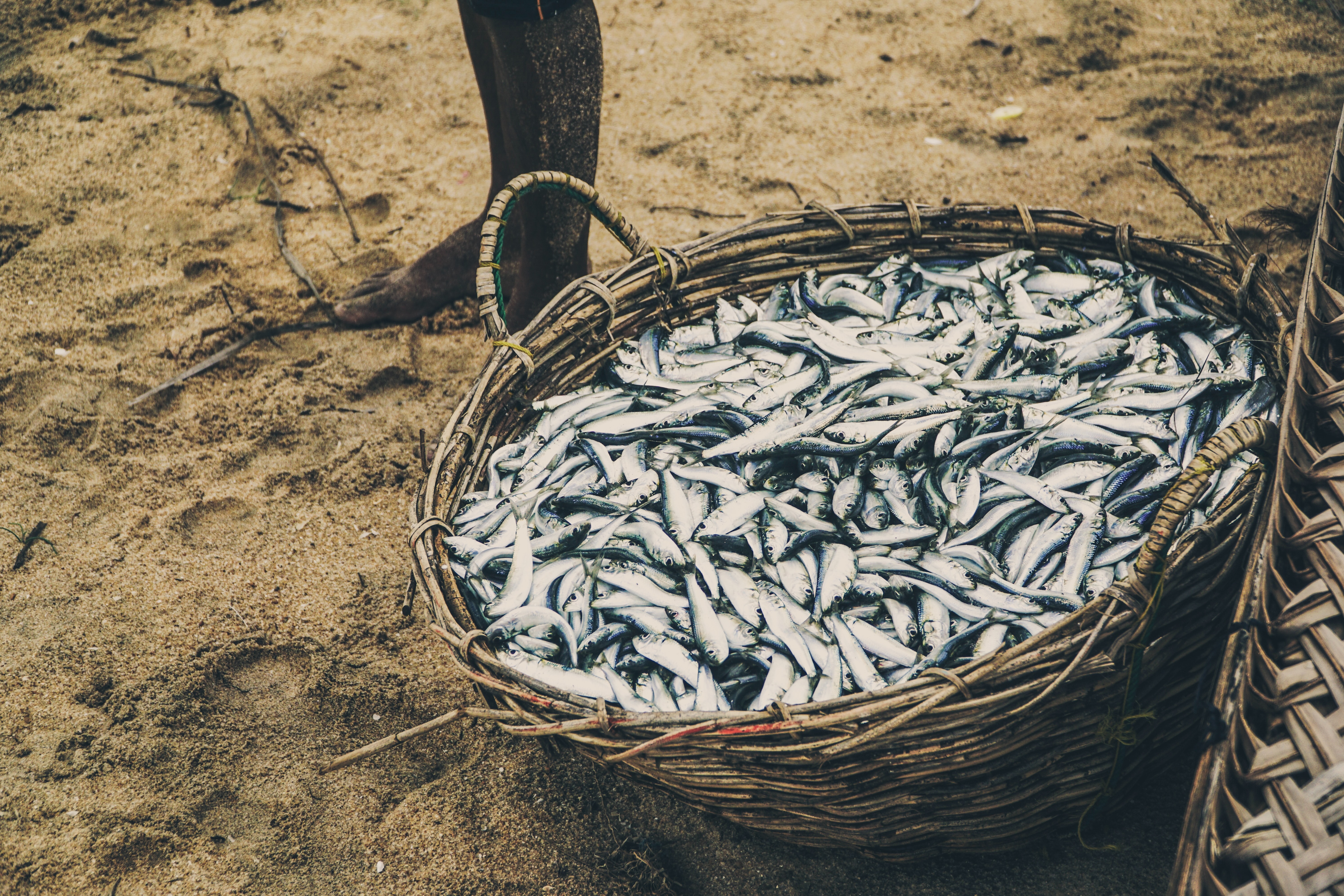 Помощь рыбам. Лемар рыба. Artisanal Fishery. Чем ловят рыбу похожая на корзину.