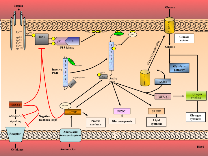 Understanding the endocrine-disrupting effects of chemicals used in ...