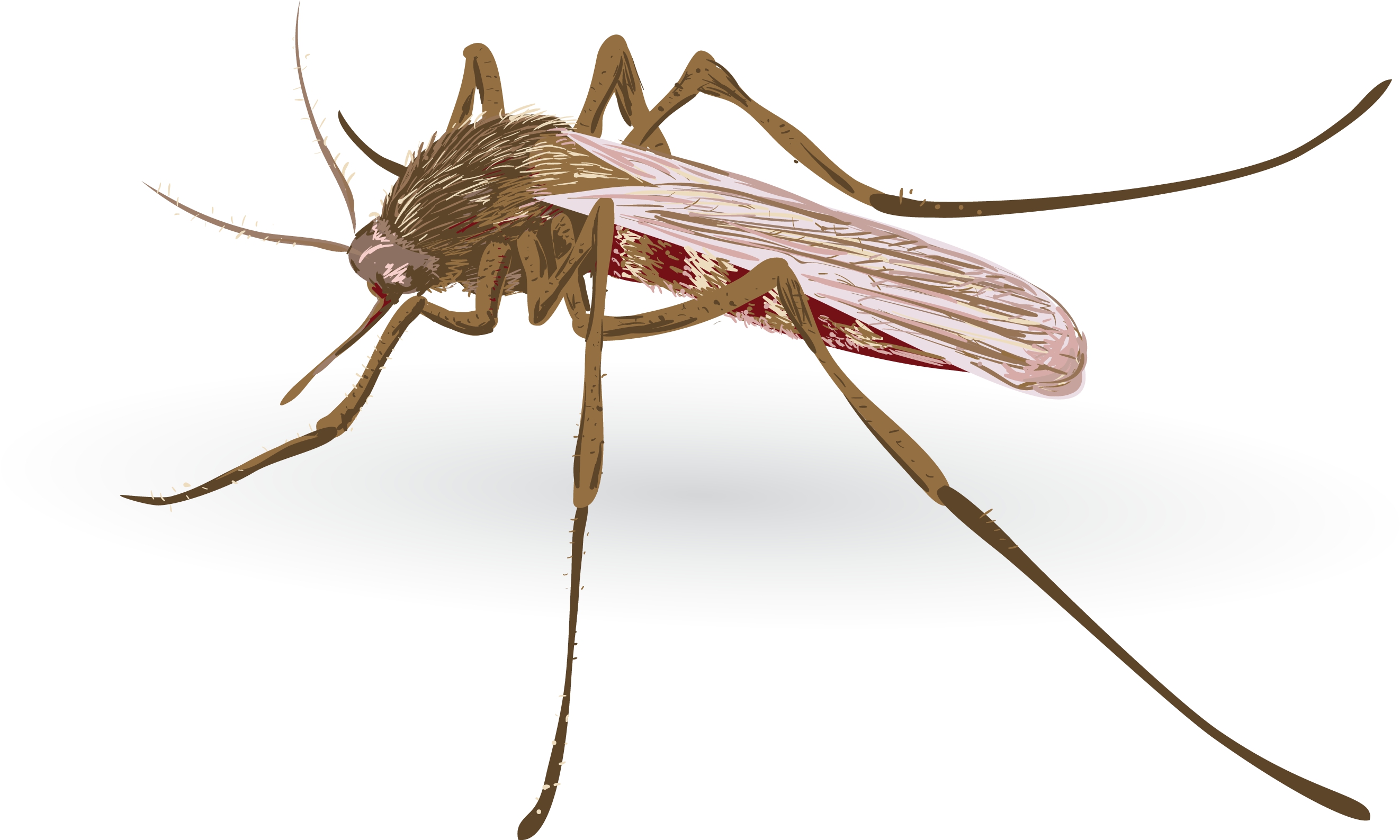 Using climate models to fight malaria | News | University ...