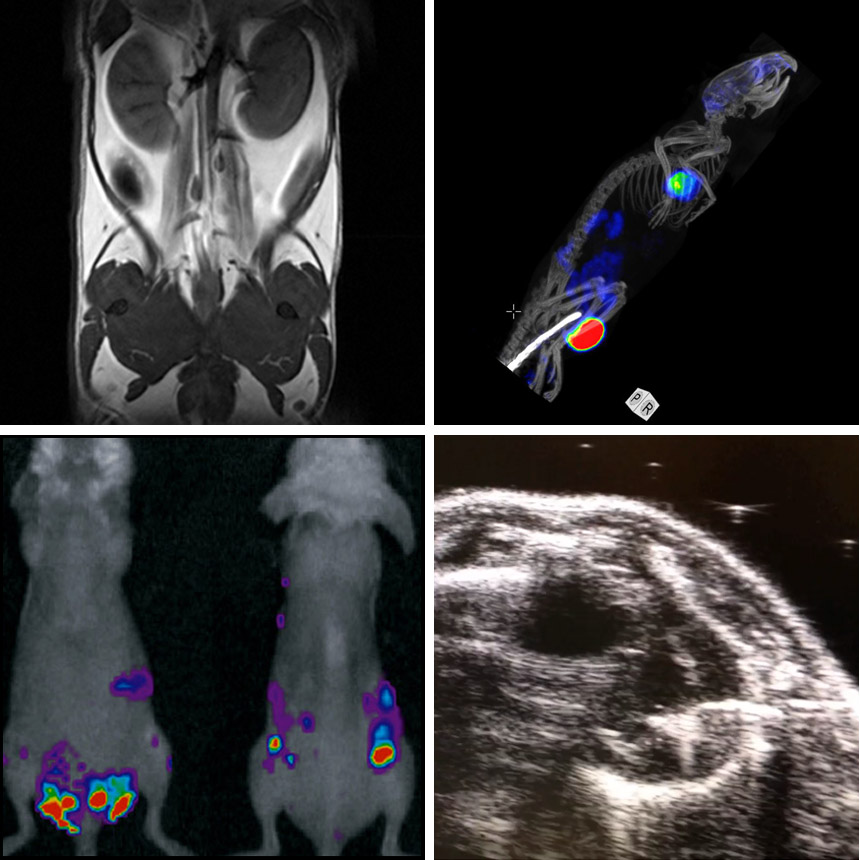 Small Animal Imaging | Molecular Imaging Center (MIC) | UiB