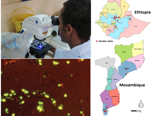 Three photos showing three different things. To the left, above: A person looking through a microscope. Below: Fluorescent green Cryptosporidium oocysts as seen with a LED-micro-scope after AP-staining to the Right: A map showing Mozambique and Ethioia