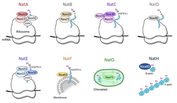 The eukaryotic NAT-machinery