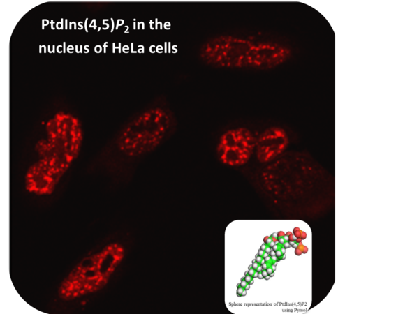 PtdIns45P2 staining in nucleus of HeLa cells