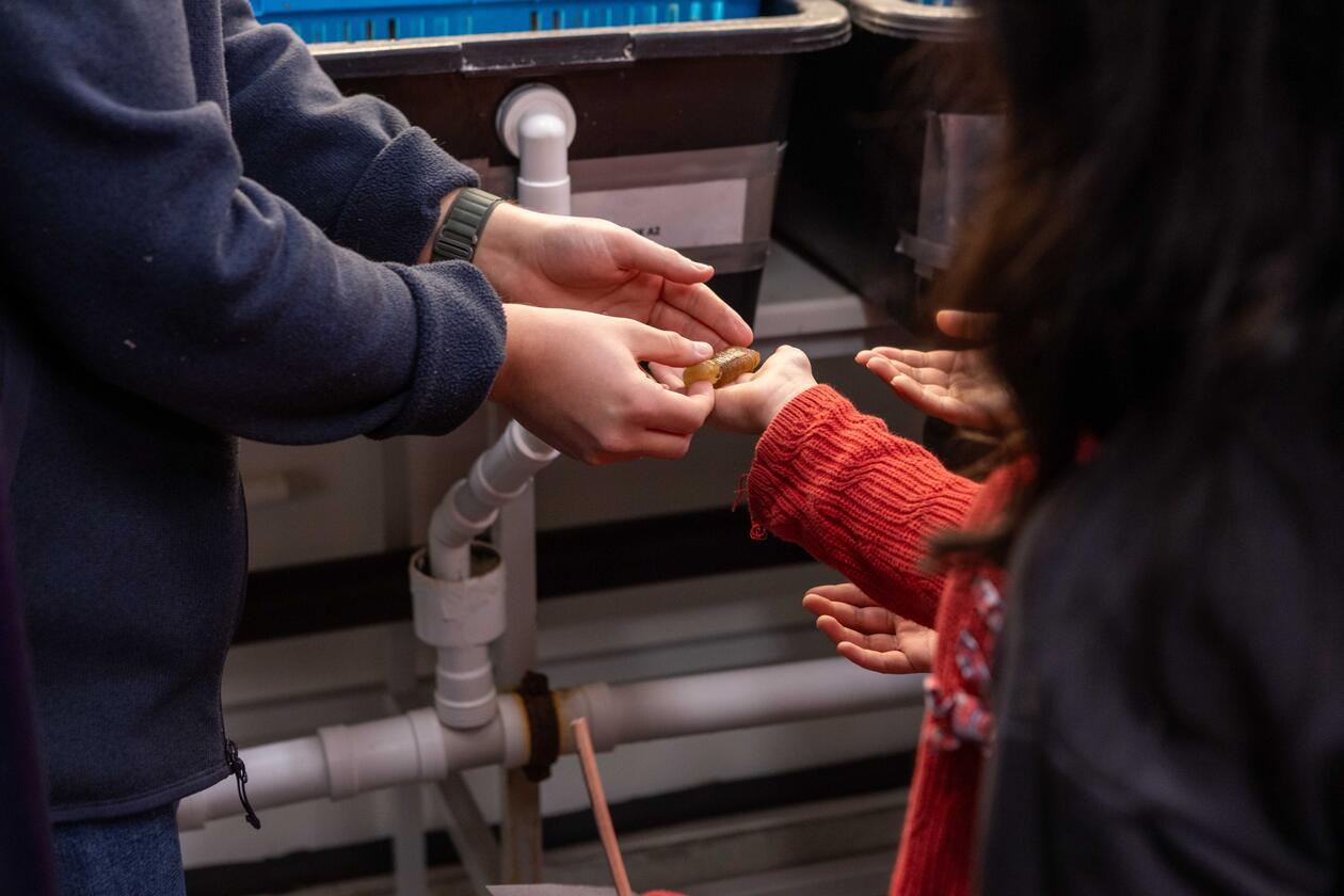 Children's hands holing a sea squirt