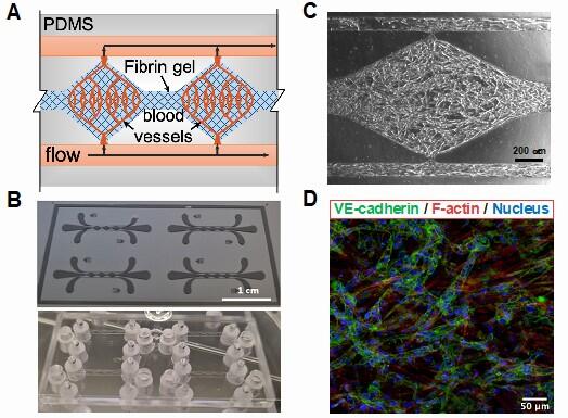 Microvasculature on-a-chip model. 