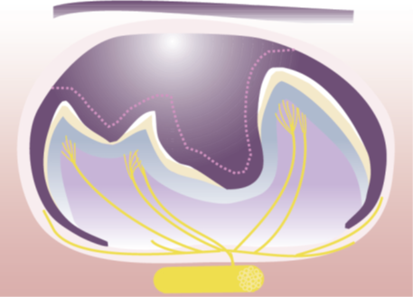 Illustration of tooth evolution