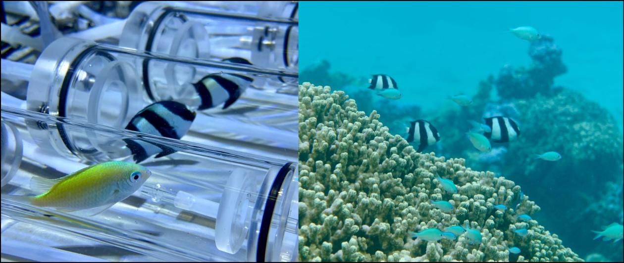 Fish in lab and corals at sea