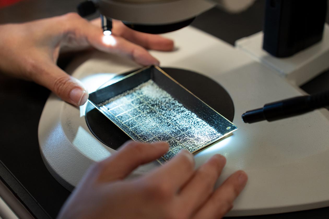 Microfossils under a microscope