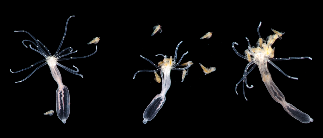 Nematostella polyps feeding