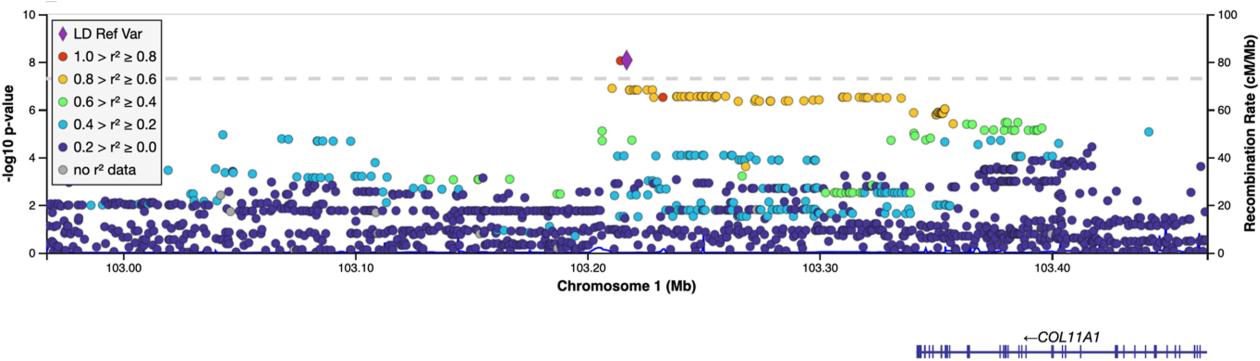 LocusZoom plot showing the region of COL11A1 and the genetic markers associated with hip dysplasia