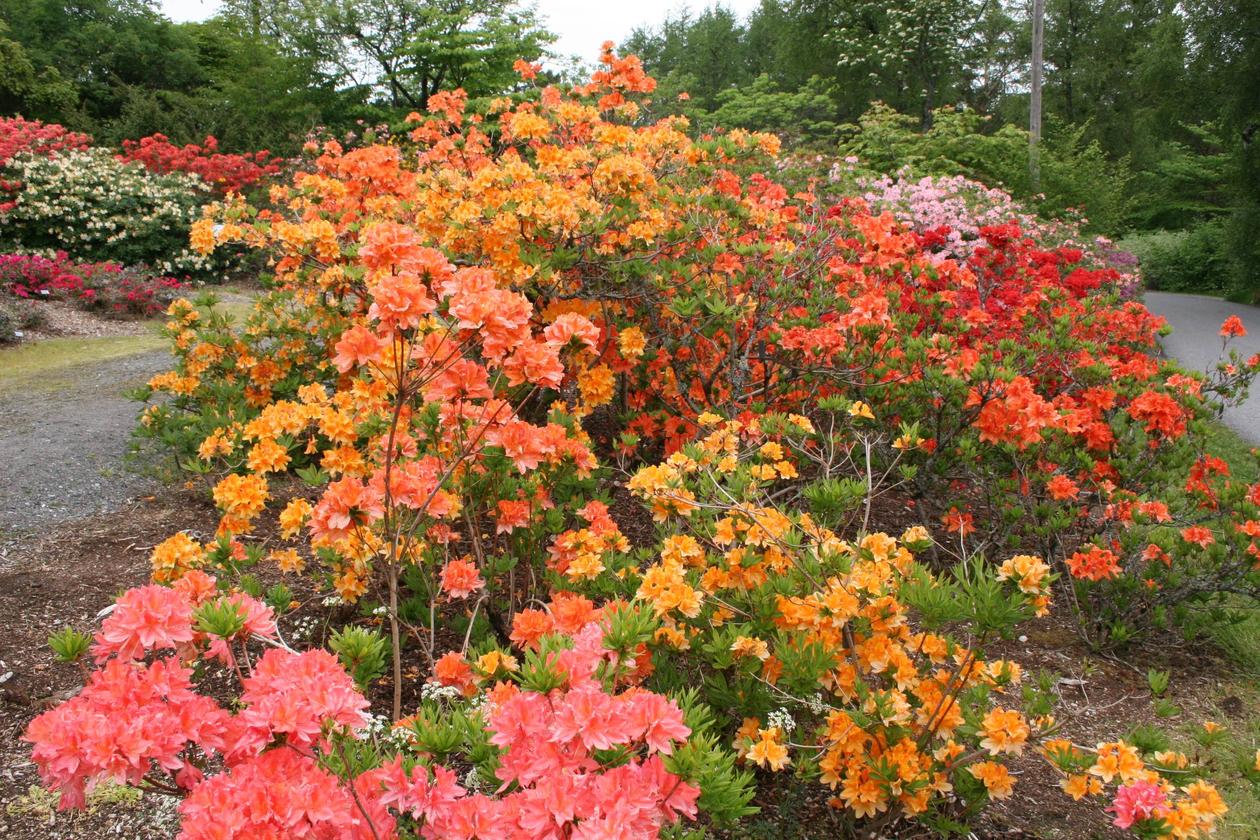 Azalea mollis clearance