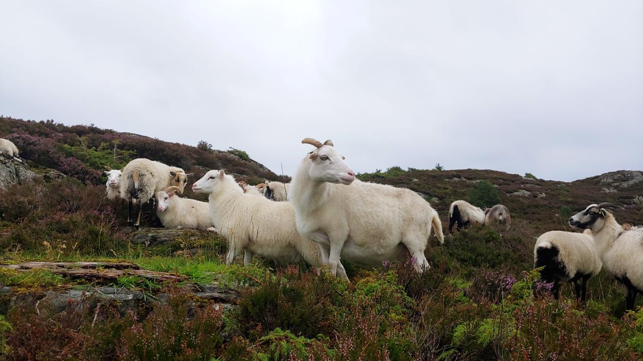 White sheep grazing in a field of flowering heather. Grey skies above.