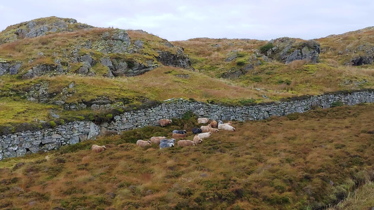 Gammel steinmur i lynghei. Sauer foran.