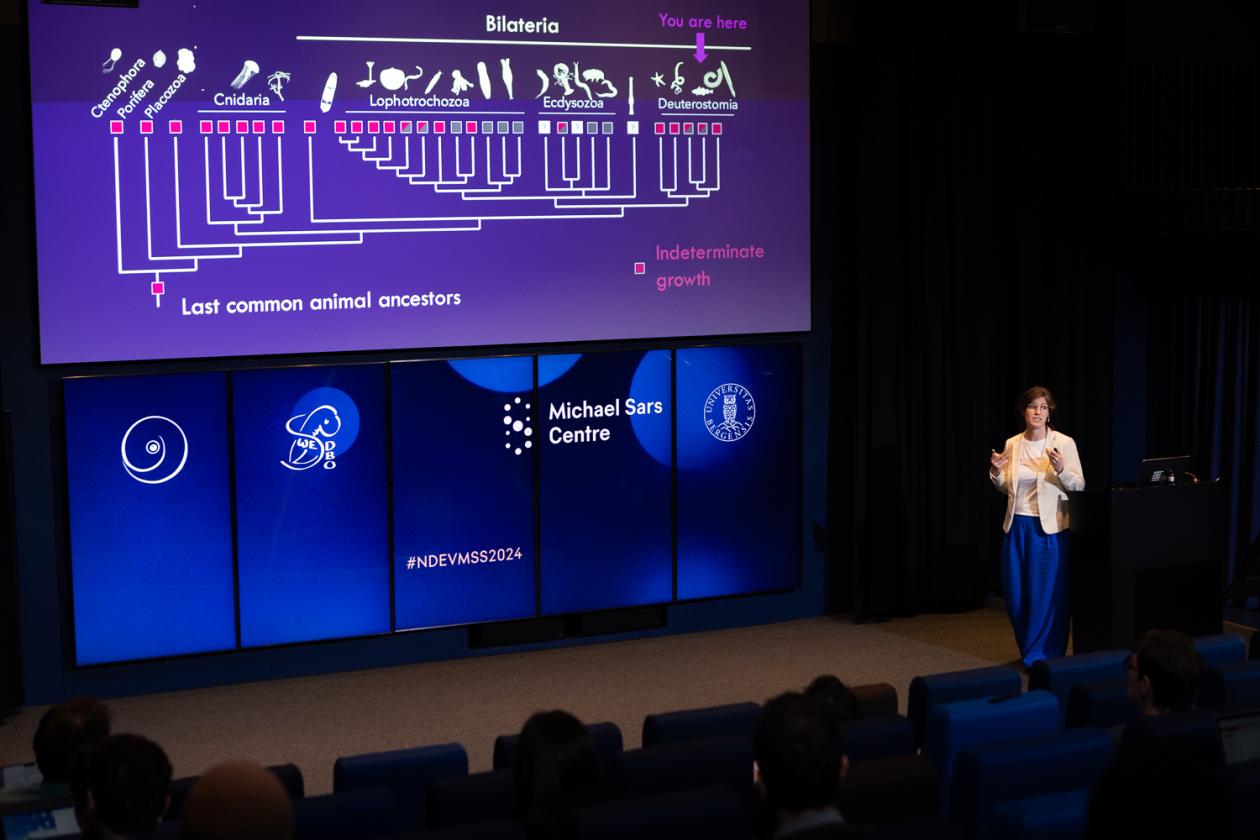 Female researcher gives a talk in an auditorium. She is showing a phylogenetic tree.