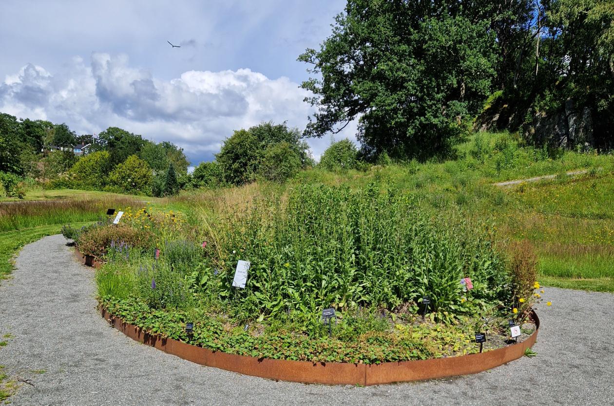 Rødlistebedet i Bergen botaniske hage