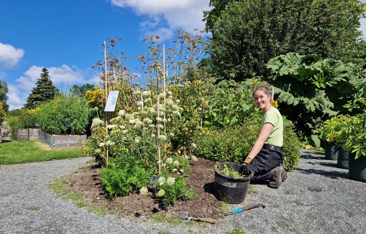 Luking i Bergen botaniske hage