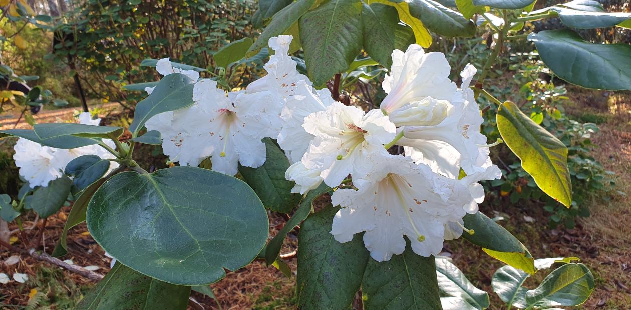 Rhododendron faithiae i blomst