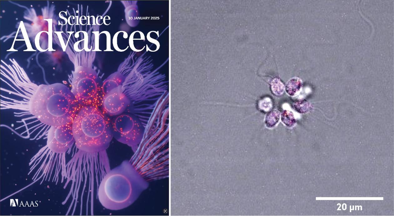 On the left, the cover of the last issue of Science Advances featuring an artist rendition of a choanoflagellate colony. On the right, a microscopy picture of a colony.