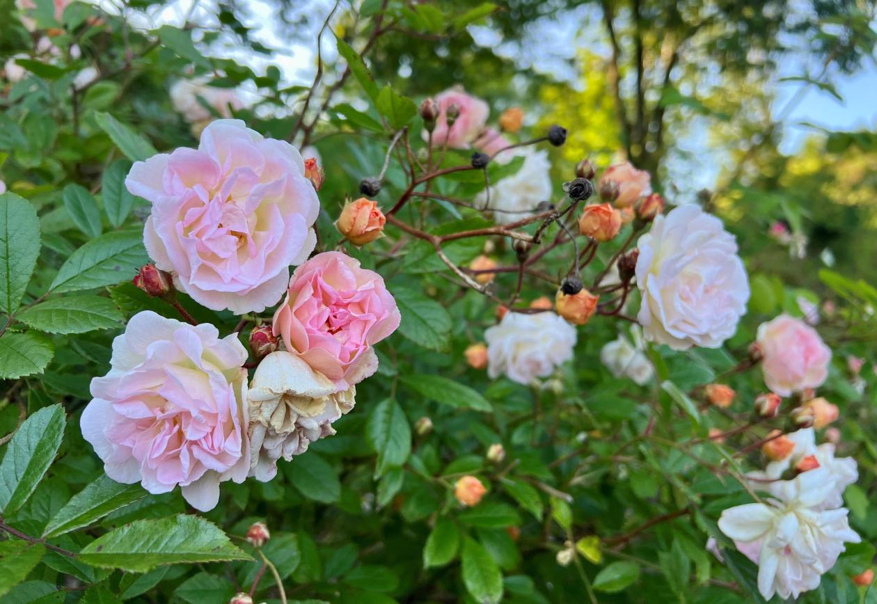 Rosa 'Ghislaine de Feligonde'