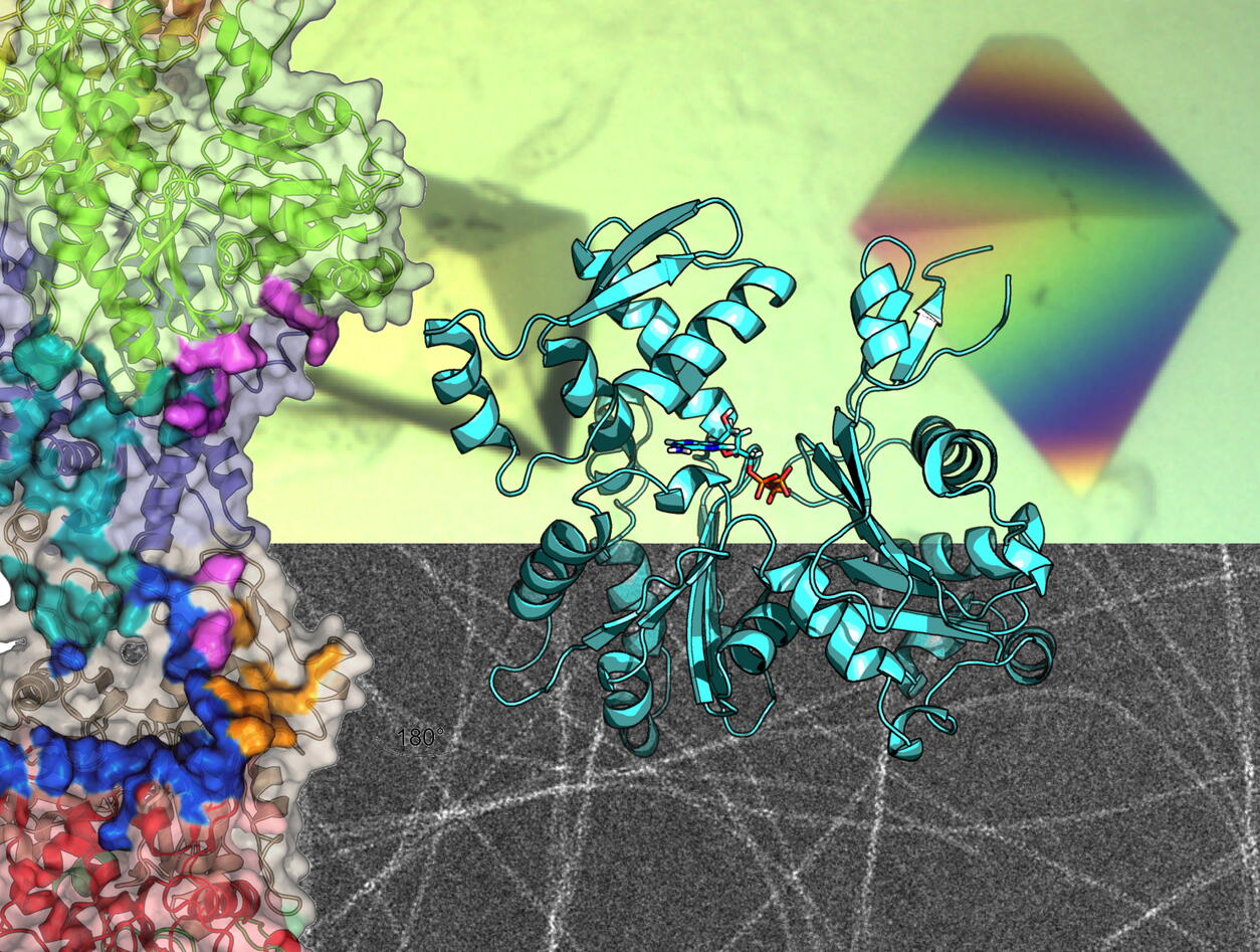 Proteins, crystals, and filaments