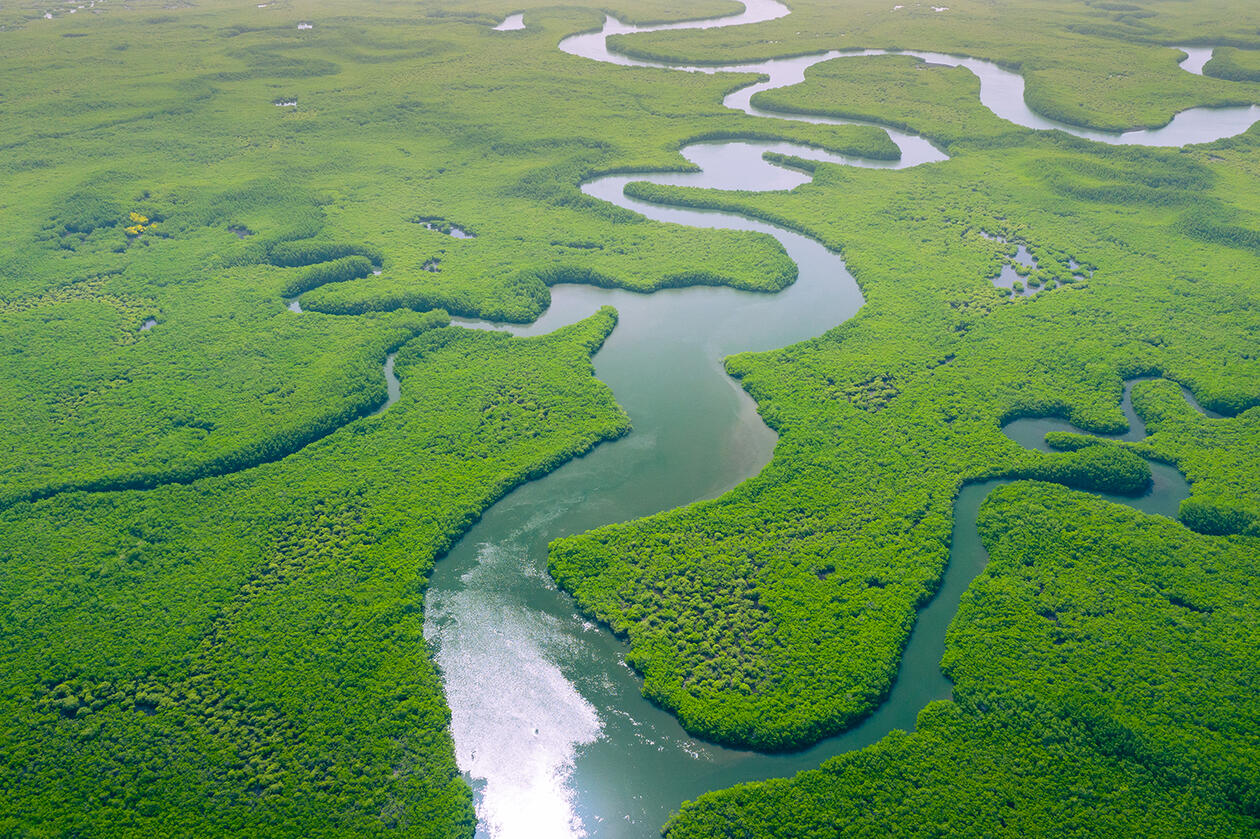 Human Impact Destroying The Amazon Ecosystems Faster Than Ever ...