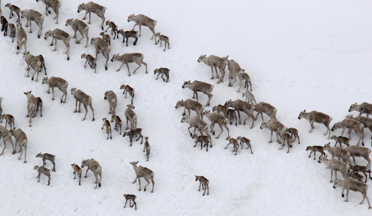 Reindeer