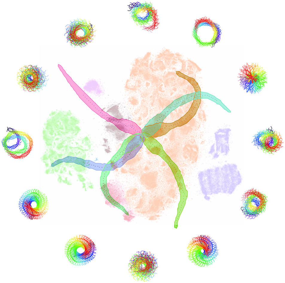 The image shows the behavioral space of Ciona intestinalis amidst a range of behavioral manoeuvres performed by the larvae during spontaneous swimming.