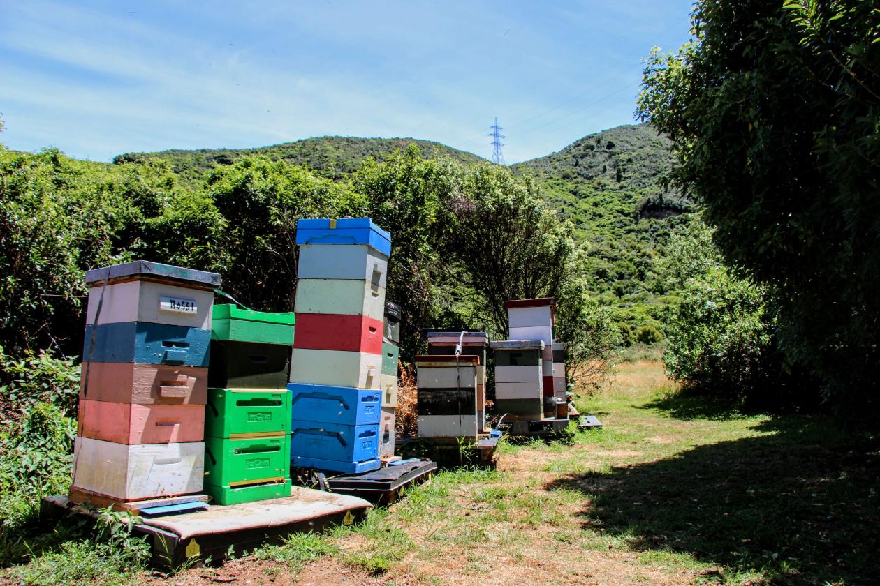 Beehive boxes in several colours