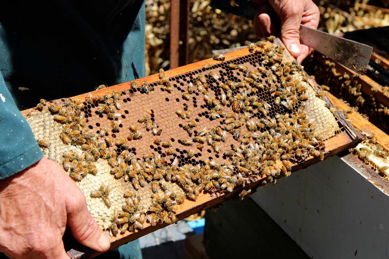 A beehive frame