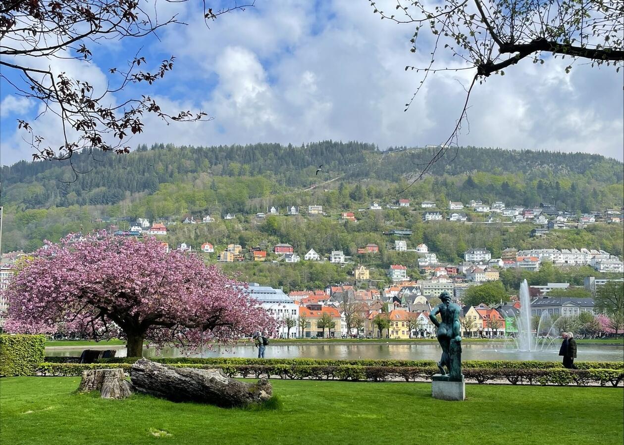 Lille lunggårdsvann i Bergen, i blomstringen.