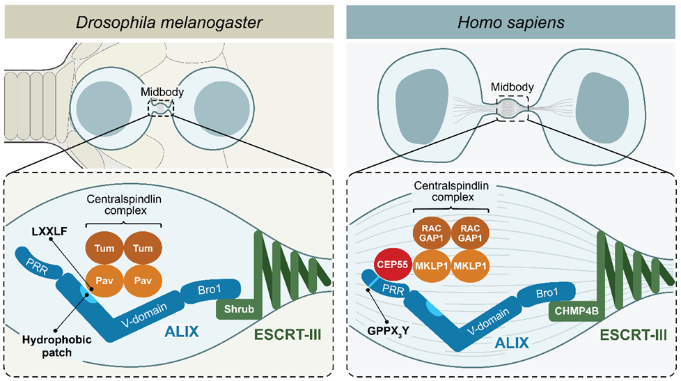 Cytokinetic Abscission in vivo