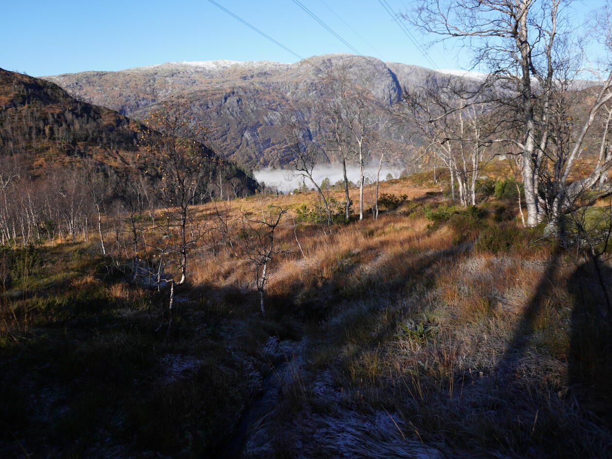 Fjellandskap i høstfarger med spredte, nakne fjellbjørker