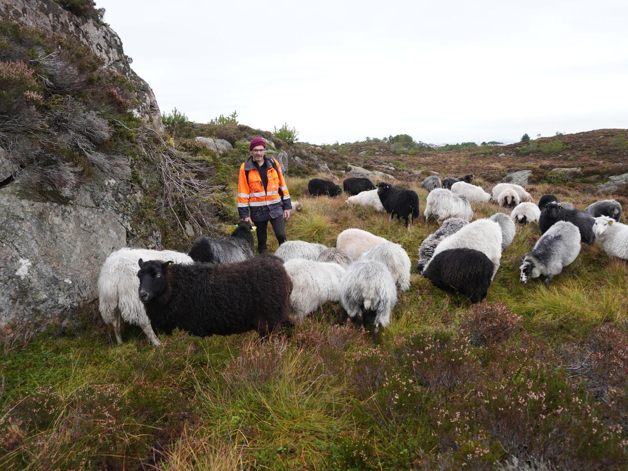 Jostein Husa standing in heathland surrounded by sheep.