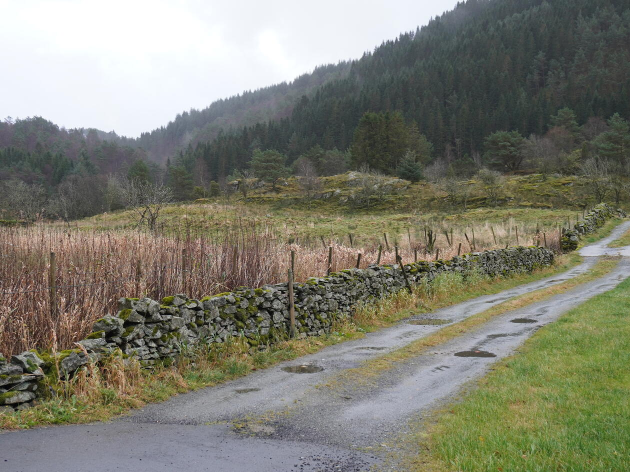 Tradisjonell steinmur langs en kjerrevei. Granskog i bakgrunnen.