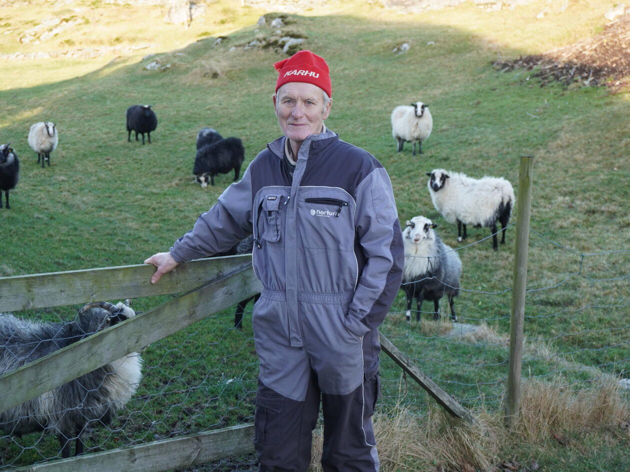 Mikal Krossøy stående foran en beitemark med sauer i bakgrunnen