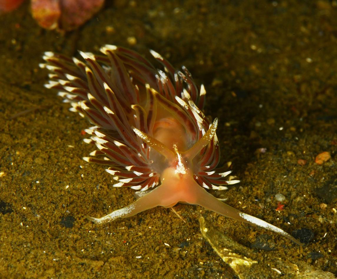 Facelina bostoniensis