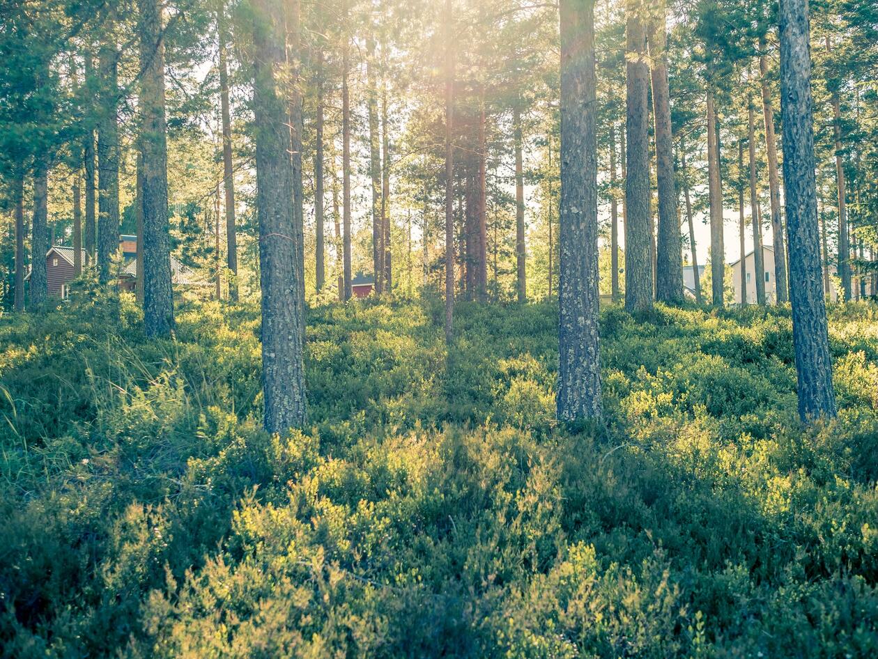 Image of a forrest with trees and light streaming in