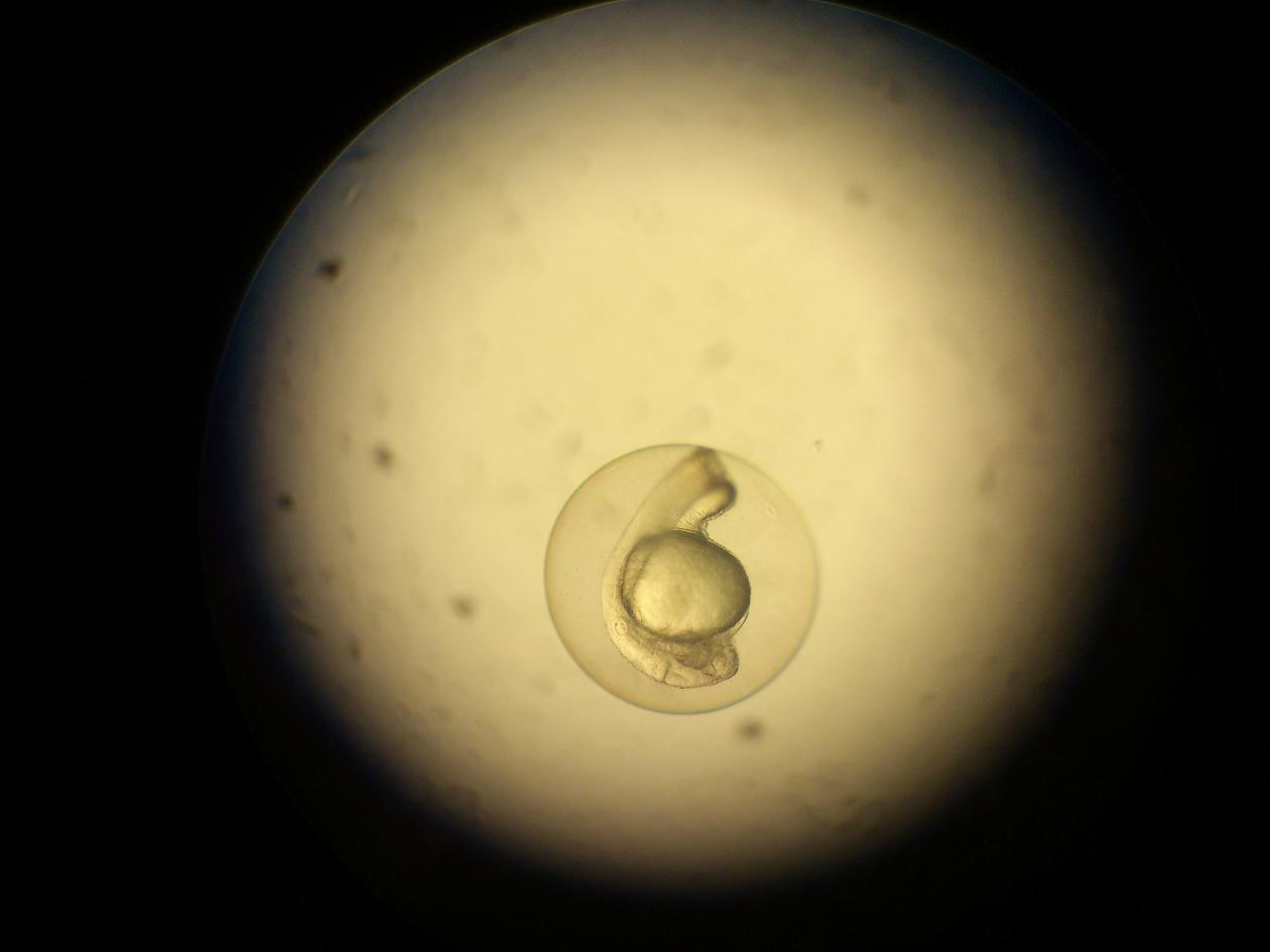 Embryo