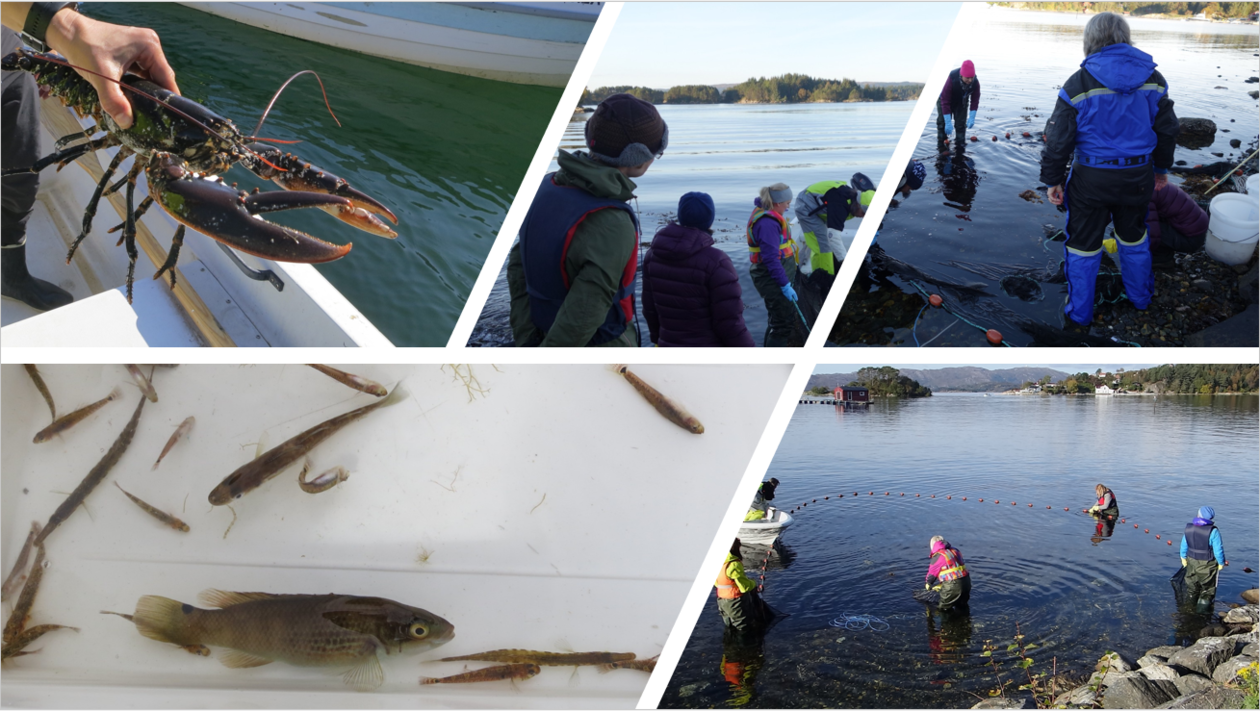 Collage av bilder som viser lærere i felt i strandsonen, samt bilder av fisk og hummer.