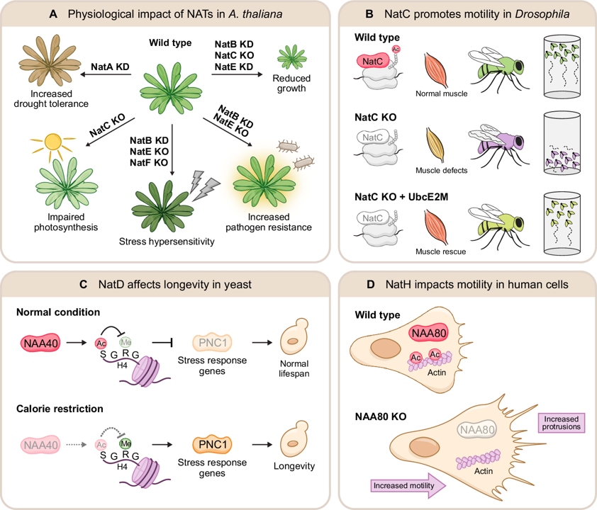 Cellular and physiological impact of N-terminal acetylation