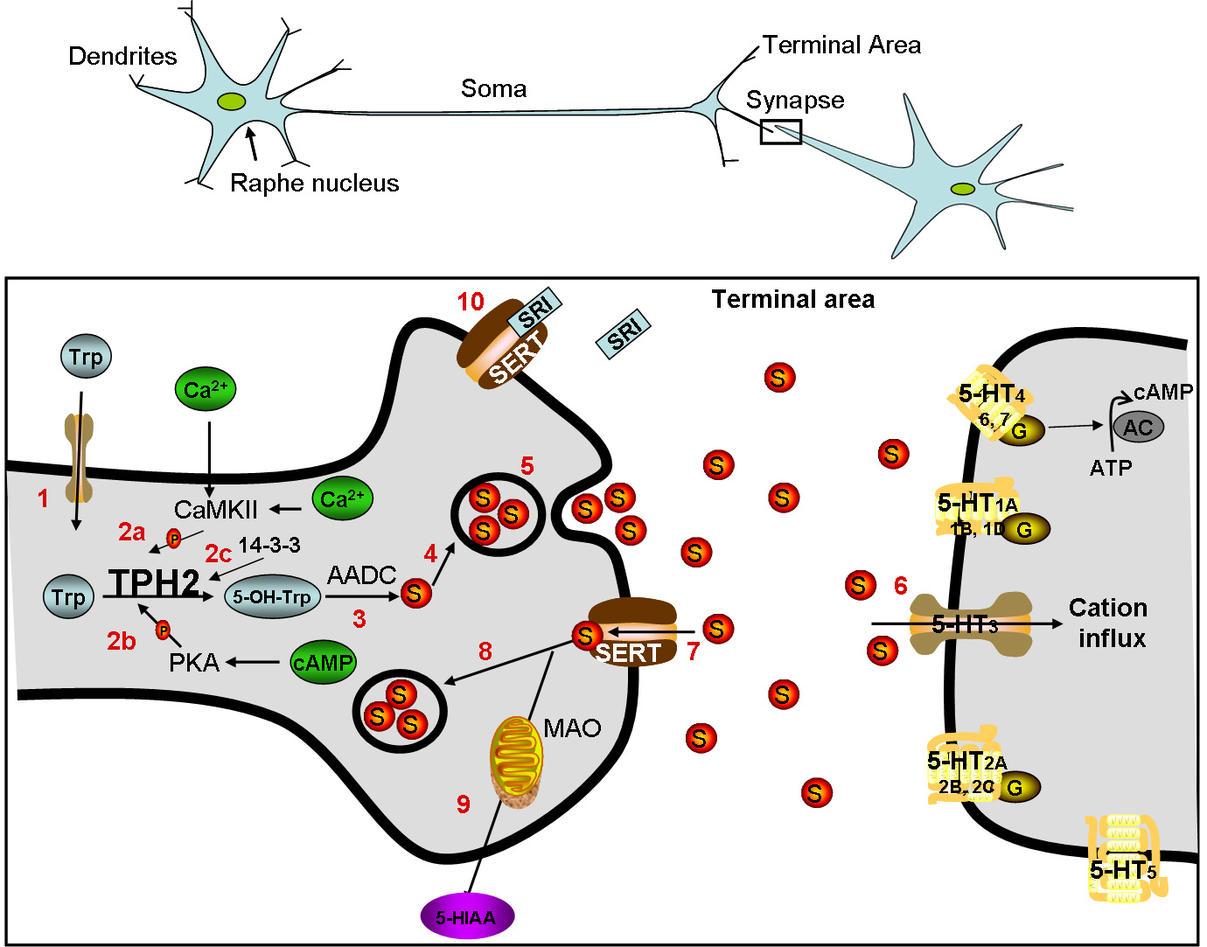 Serotonin Signaling Pathway