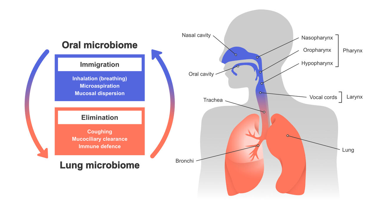 Oral Microbiome And Lung Function | BRuSH | UiB