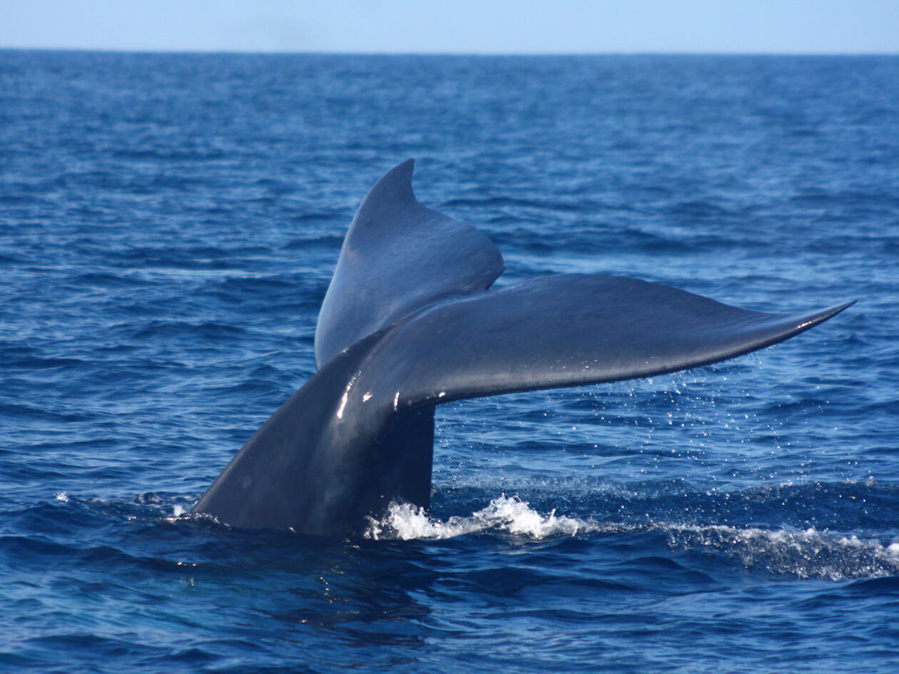 bilde av en hval