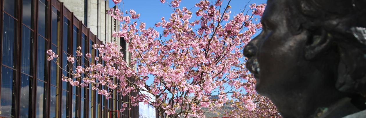 Illustration photo of a Grieg statue facing a blooming cherry tree.