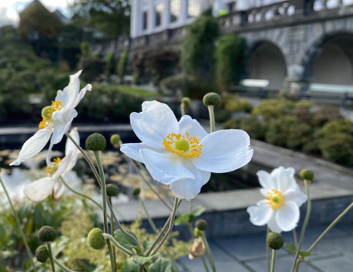 White anemone flowers in garden