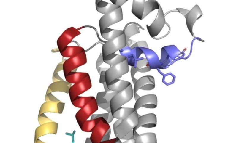 Protein model